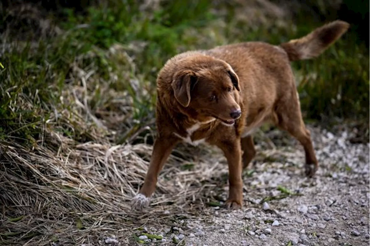 Anjing Tertua di Dunia Mati di Usia 31 Tahun