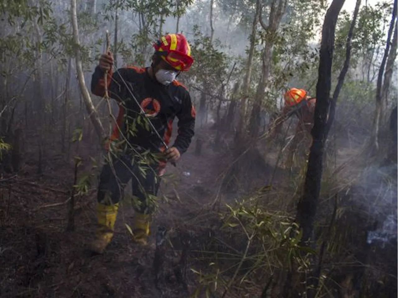 Hutan Lindung Liang Anggang kian Tergerus