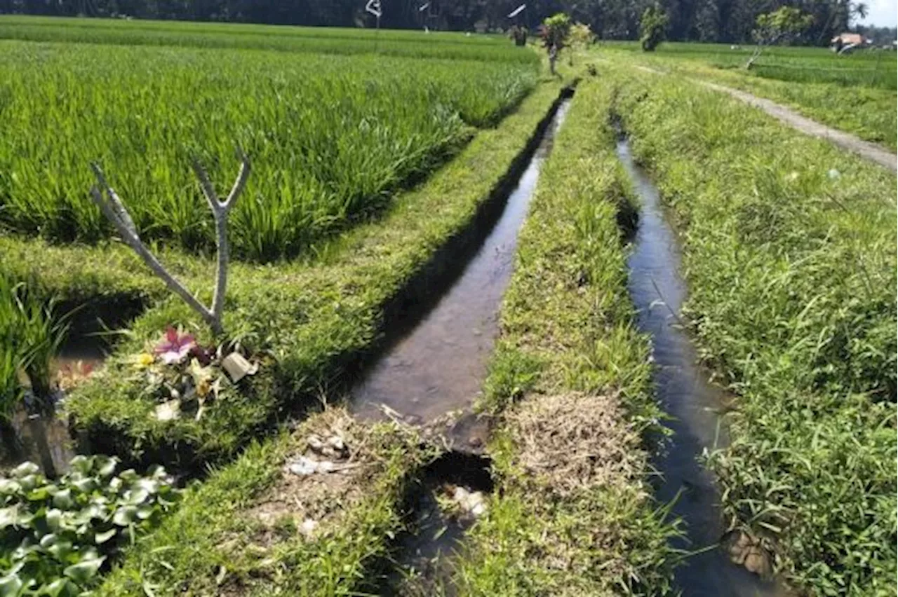 Saluran Irigasi Persawahan di Gianyar Bali Kekeringan akibat Kemarau