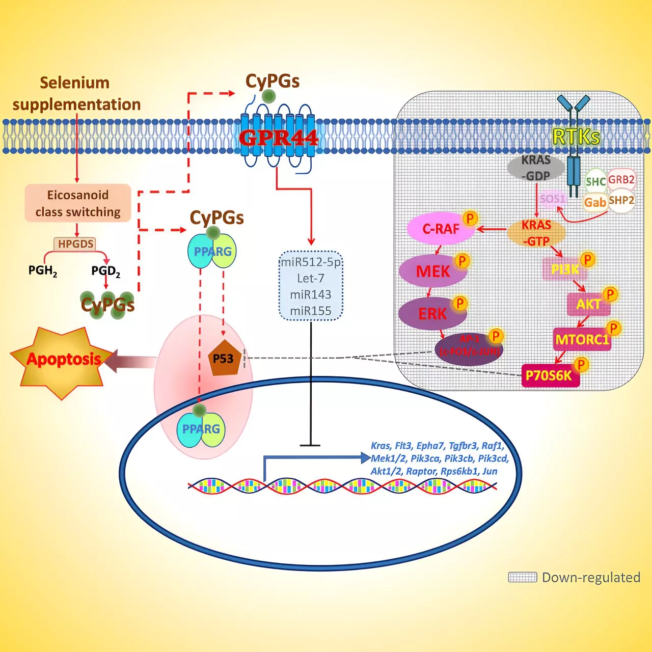 Dietary selenium may help fight acute myeloid leukemia, researchers report