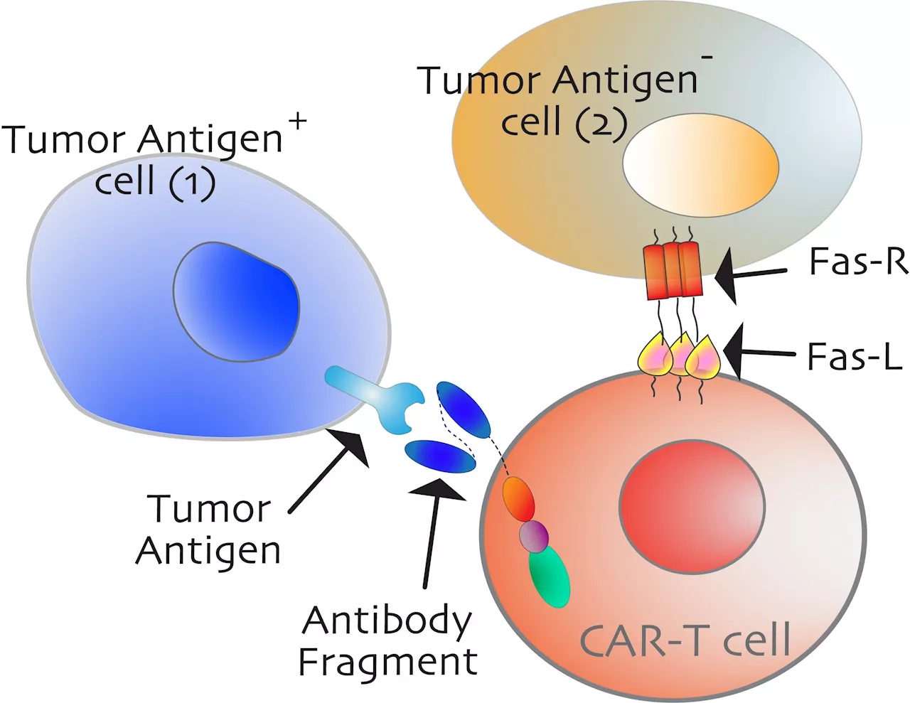 Researchers identify 'switch' to activate cancer cell death