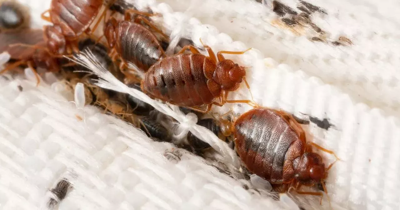 UK city named bedbug capital as pest controllers say it's gone 'too far'