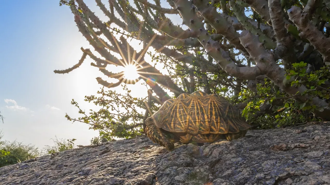 Indian star tortoises are in jeopardy as good luck charms