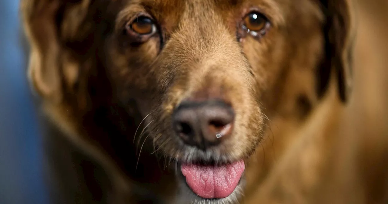 Bobi, the world's oldest known dog ever, dies at 31