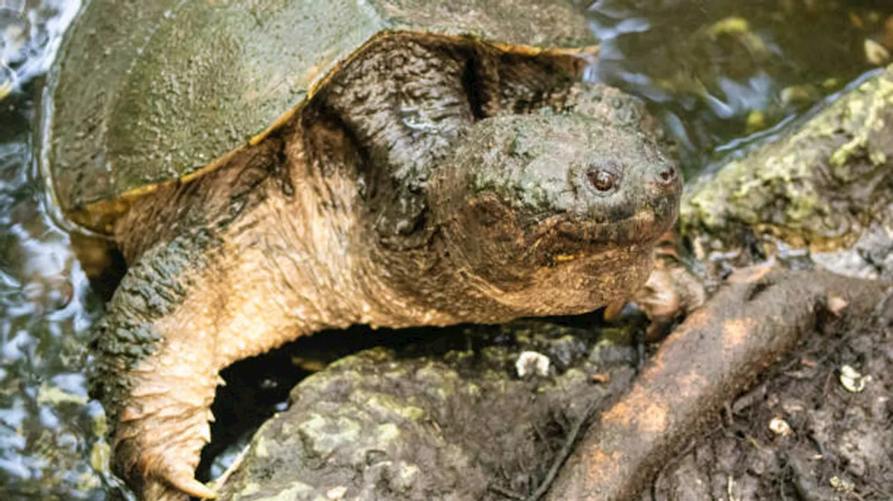 Texas wildlife department fights back against alligator snapping turtle poaching