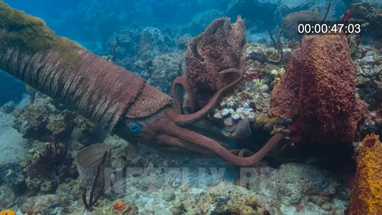 Ancient 26-Foot Tentacled Monster Cunningly Devours Prey: Video Simulation