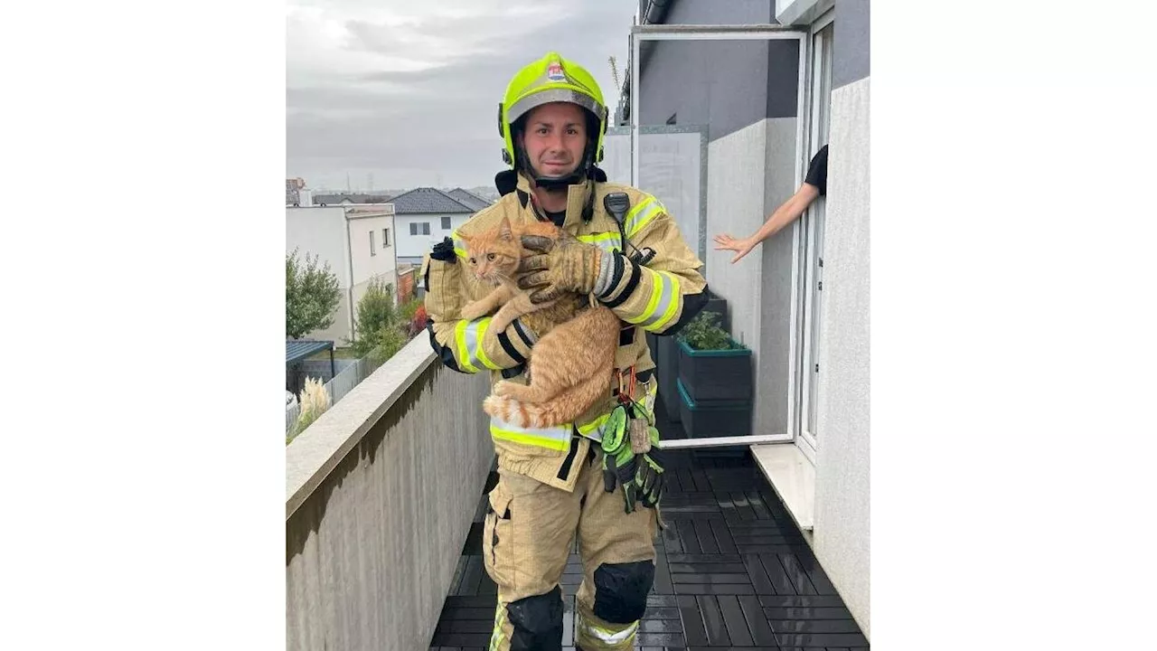 Katze von Balkon gerettet