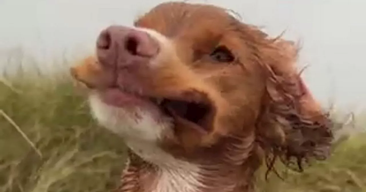 Cute puppy caught on camera braving high winds during Storm Babet