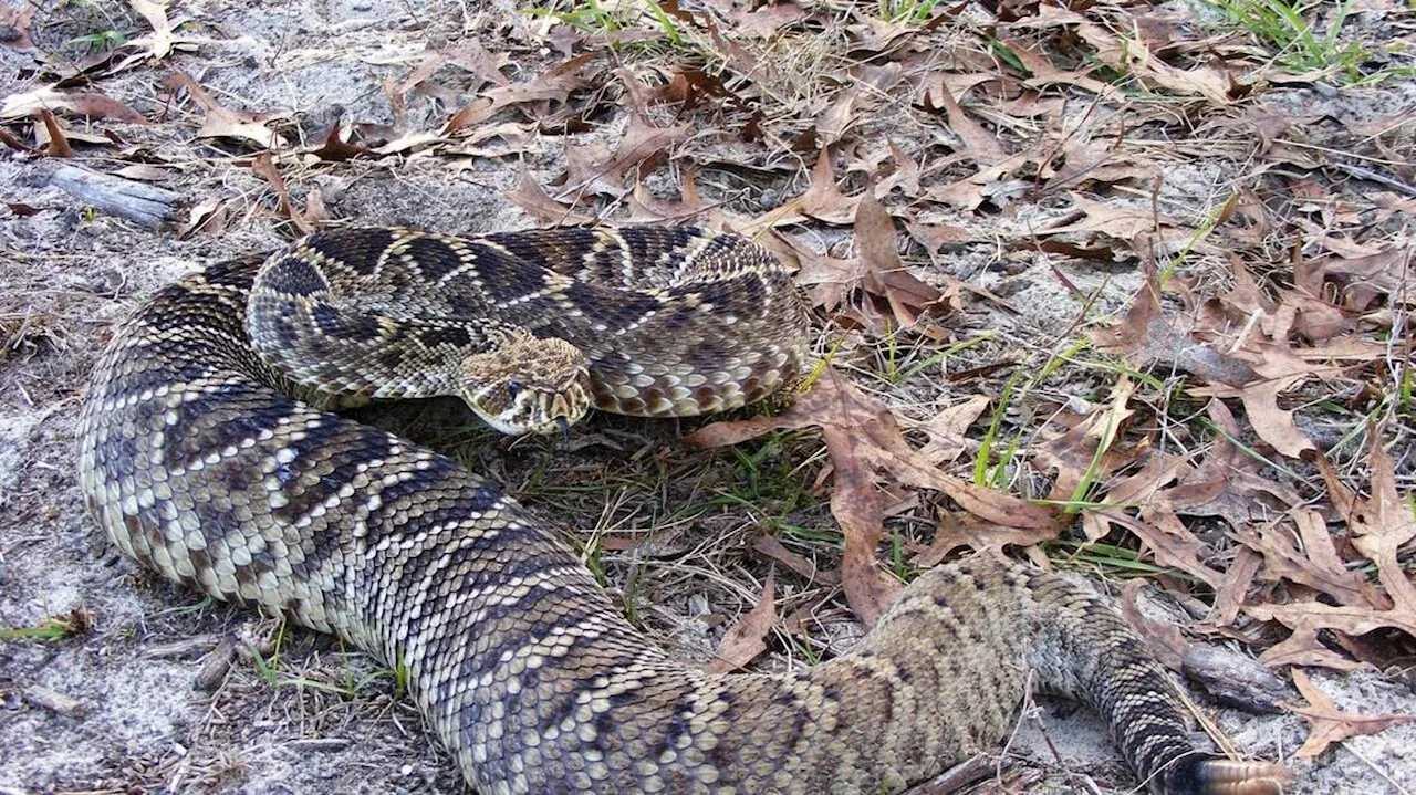 Mordue par un serpent très venimeux, une employée d’un zoo américain hospitalisée en urgence