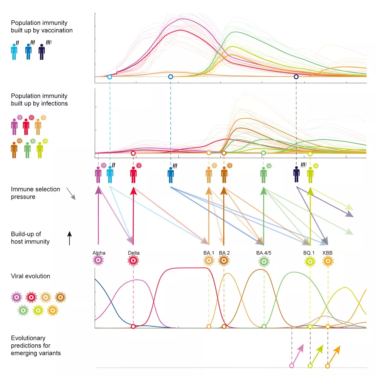 Model can predict the evolution of new COVID variants