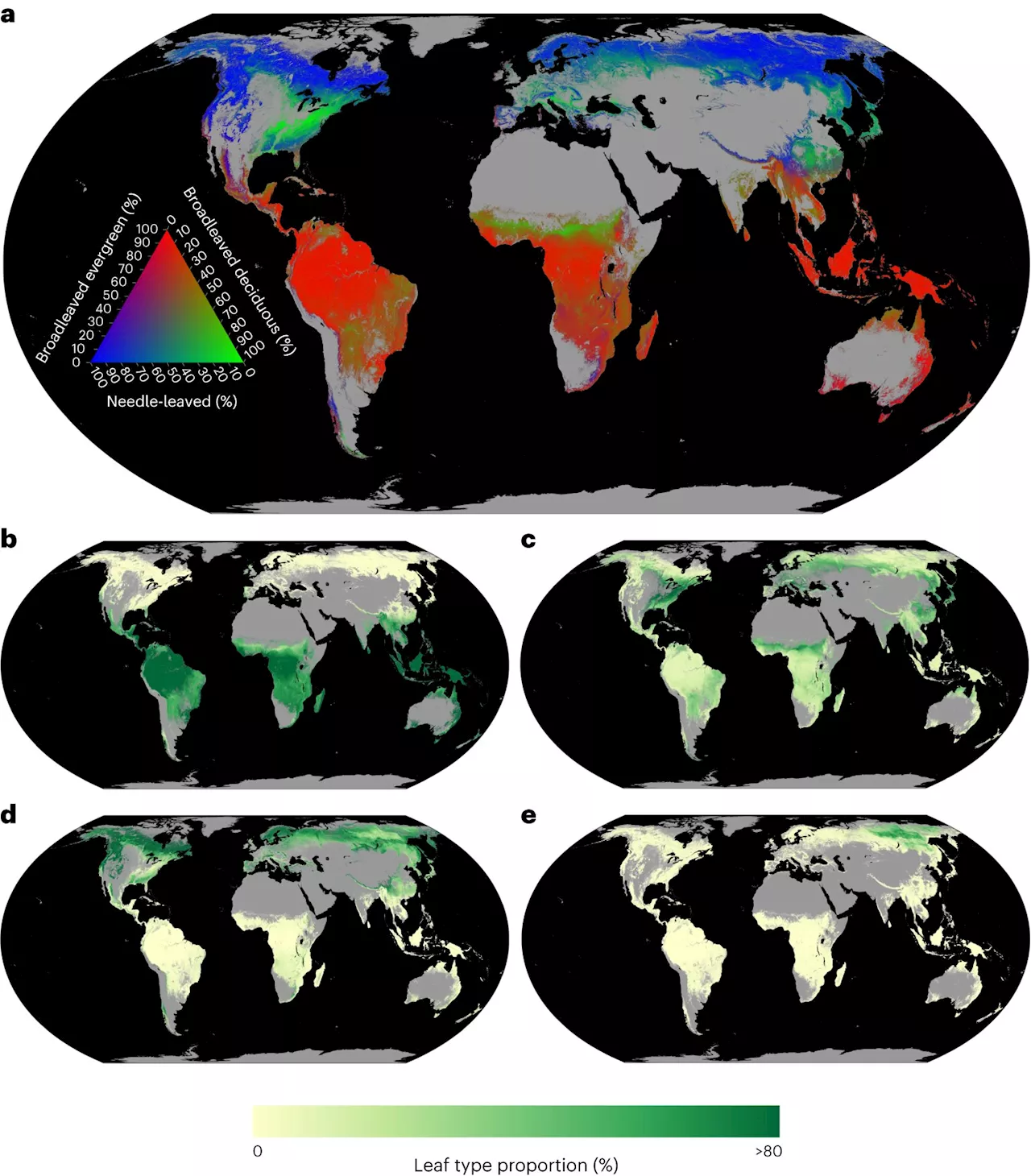 New study on the importance of tree leaves for carbon dioxide storage