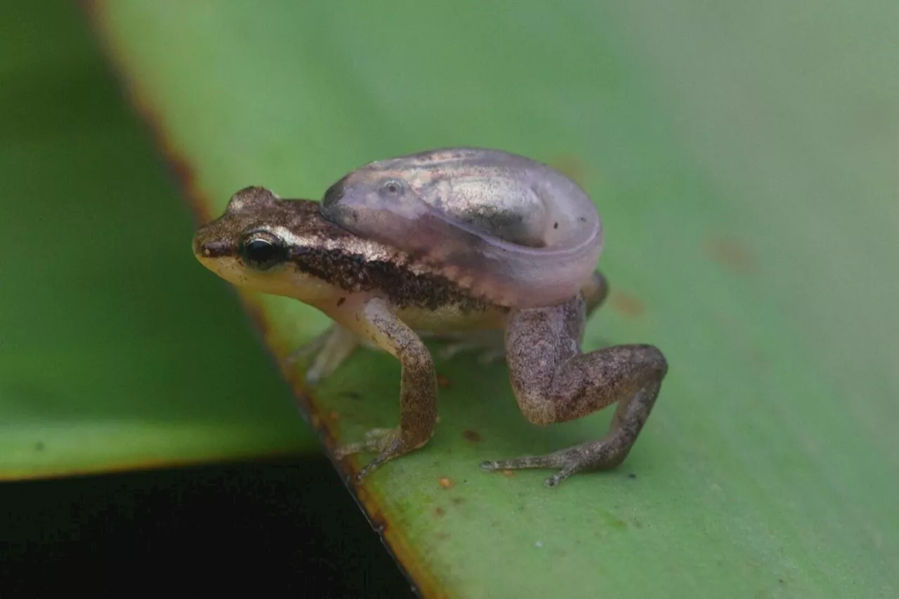 Research investigates reproductive resource defense in golden rocket frogs