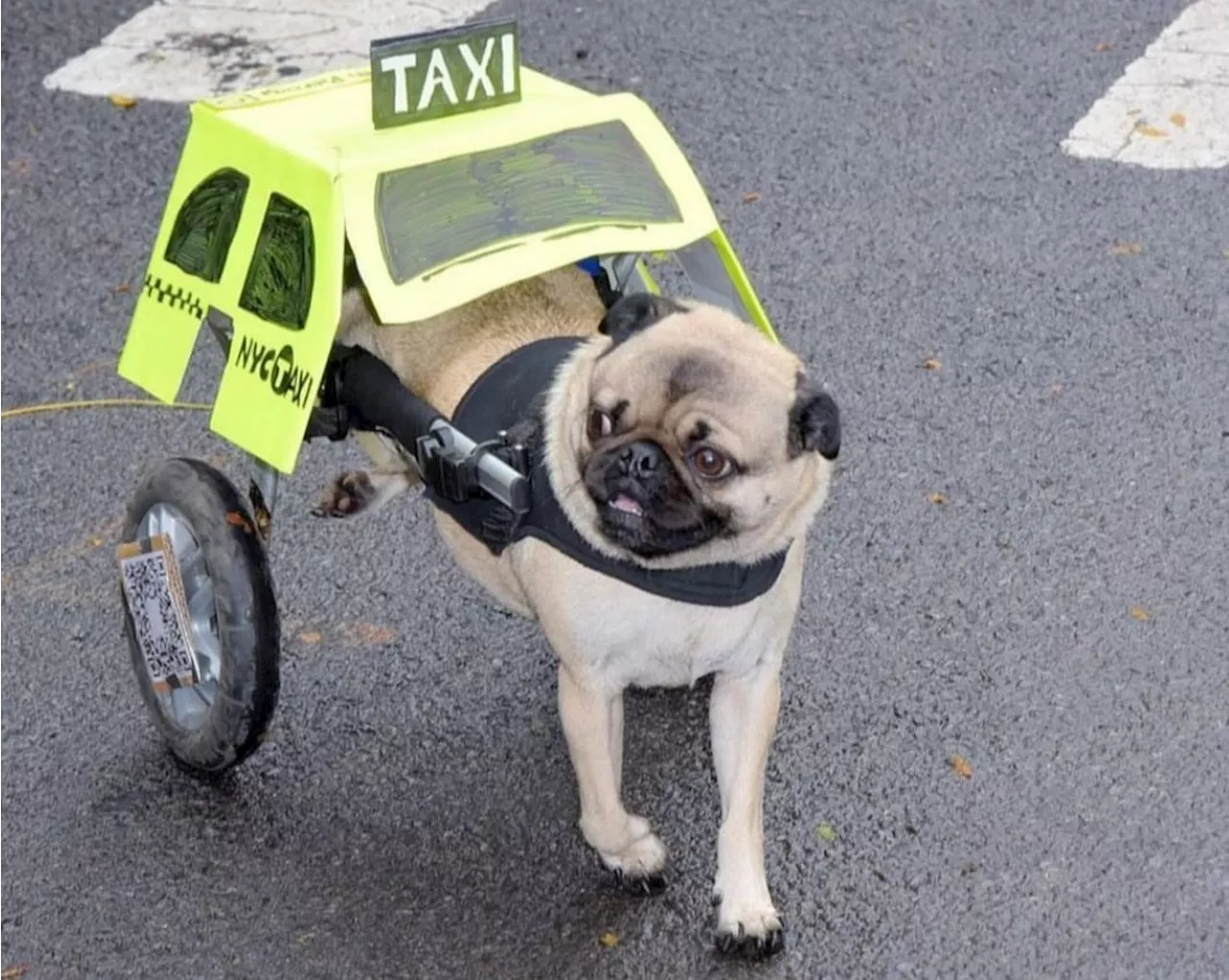 Cão paraplégico estrela do TikTok faz sucesso fantasiado de táxi e rouba a cena no Halloween, nos EUA