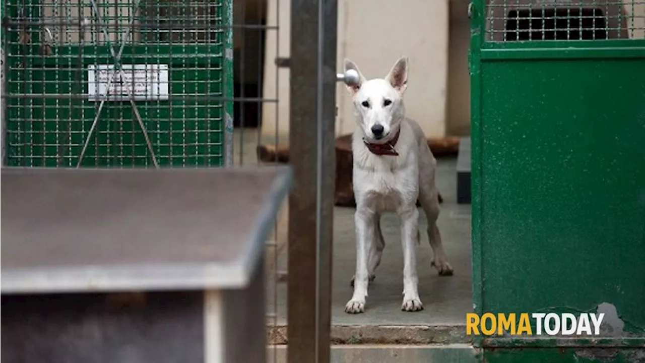 A Roma un ospedale veterinario pubblico. Il Comune lancia il bando da 6 milioni