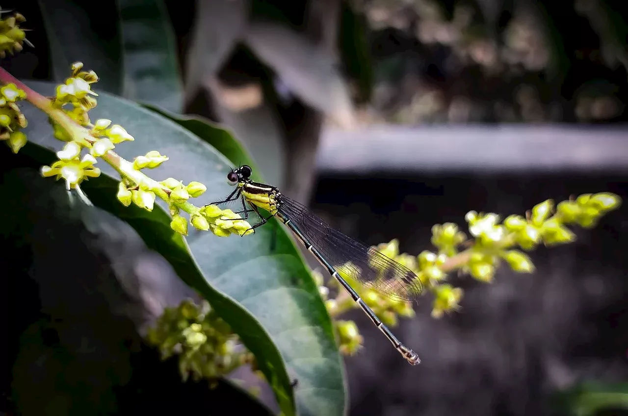 The loss of pollinators threatens food security in the tropics