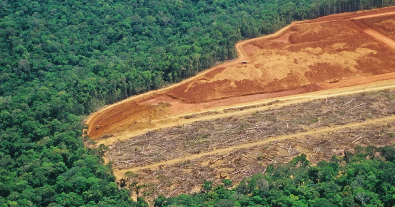 Mundo 'na direção errada' para travar desflorestação: perda global da área florestal aumentou em 2022