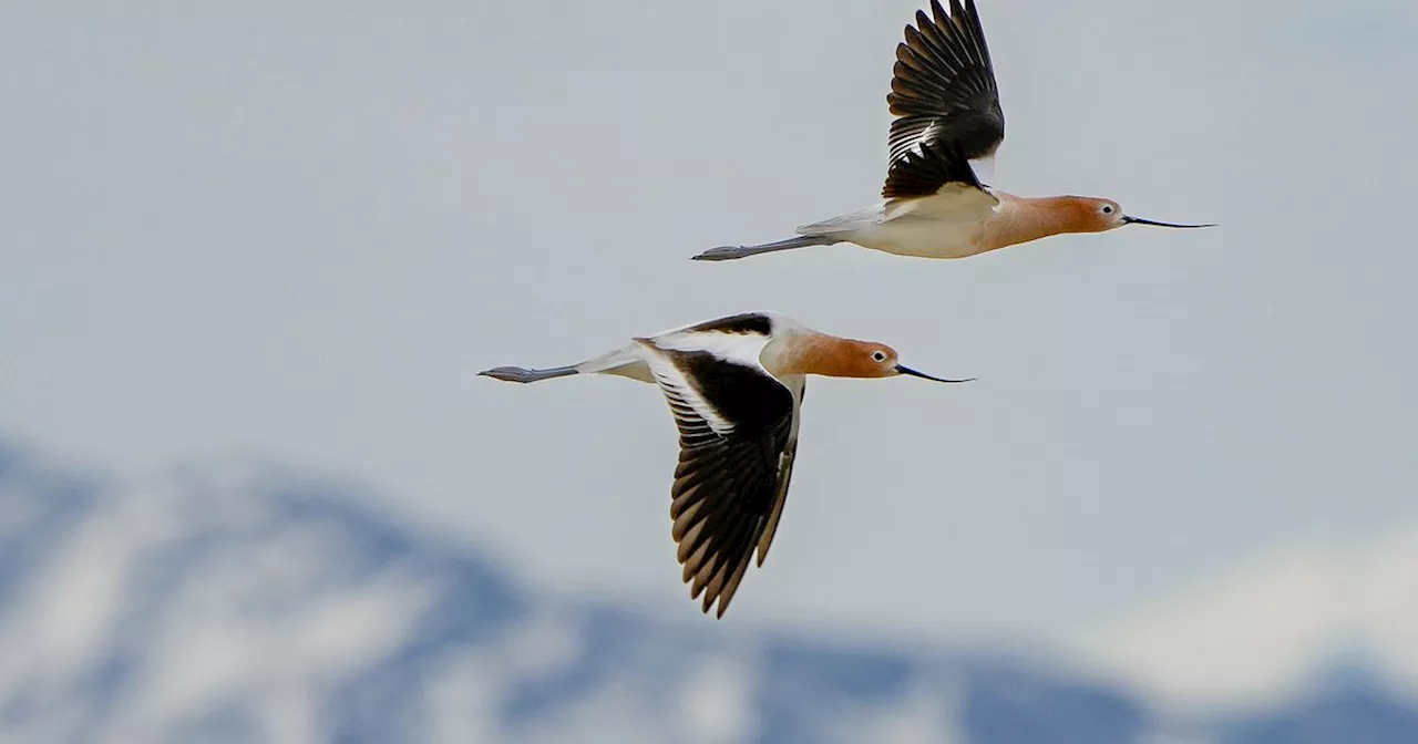 Clarissa Casper: Bird conservation starts with individual engagement