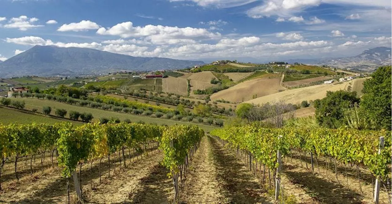 Il Consorzio tutela vini Colline Teramane si unisce al Consorzio vini d’Abruzzo