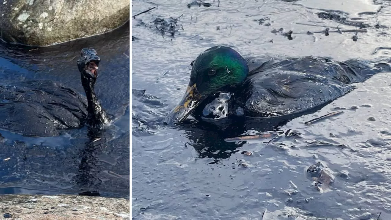 Fåglar dör av oljan – efter grundstötningen