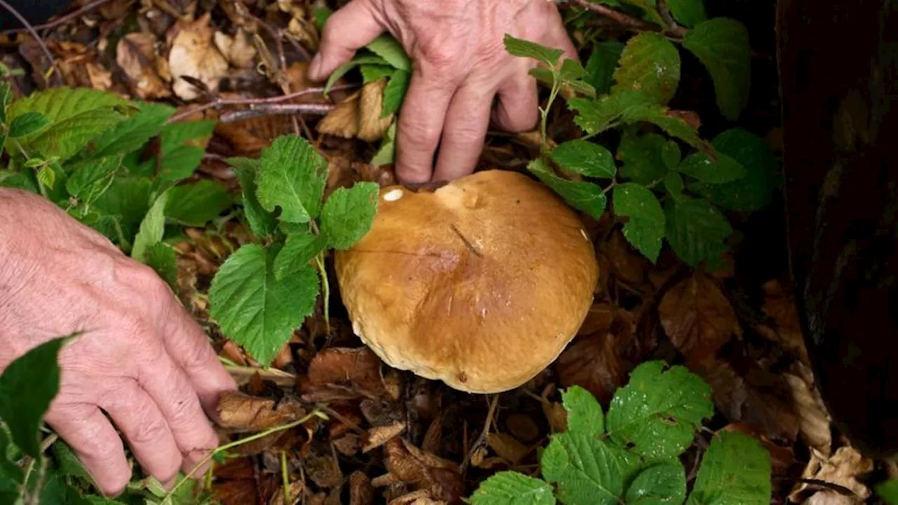 Natur: Durchwachsene Pilzsaison in Rheinland-Pfalz