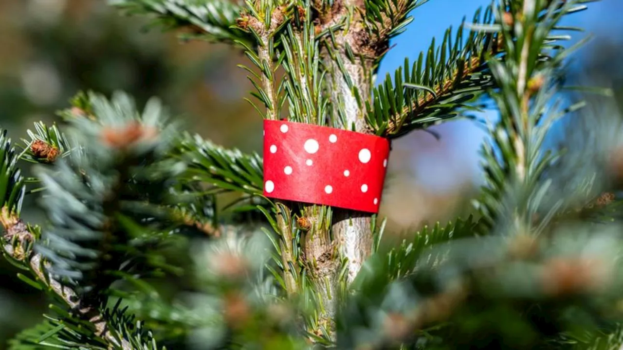 Unternehmen: Branchenverband: Weihnachtsbäume werden etwas teurer