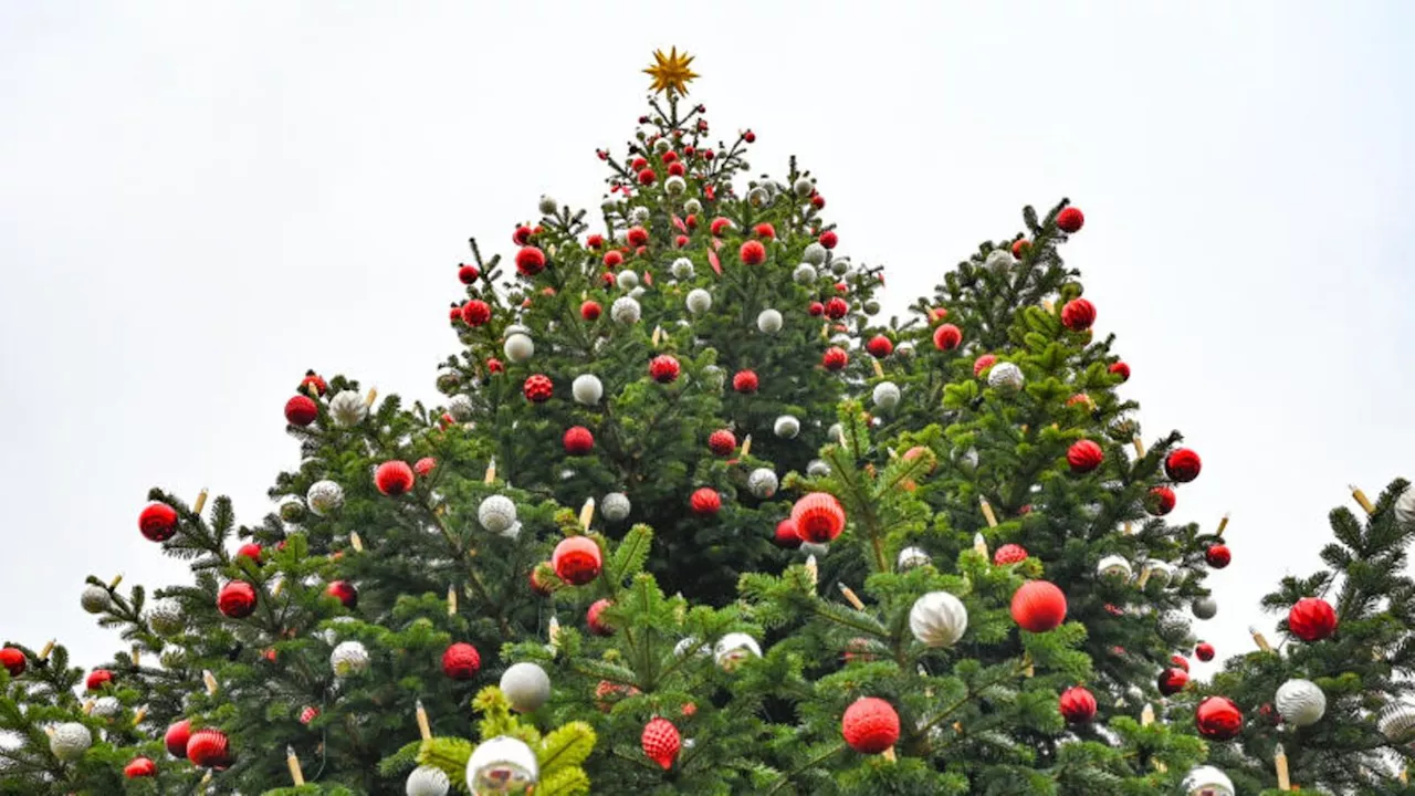 Weihnachtsbäume werden offenbar etwas teurer