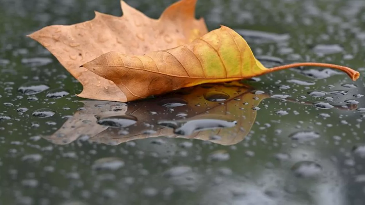 Wetter: Wechselhaftes Herbstwetter in Rheinland-Pfalz und Saarland