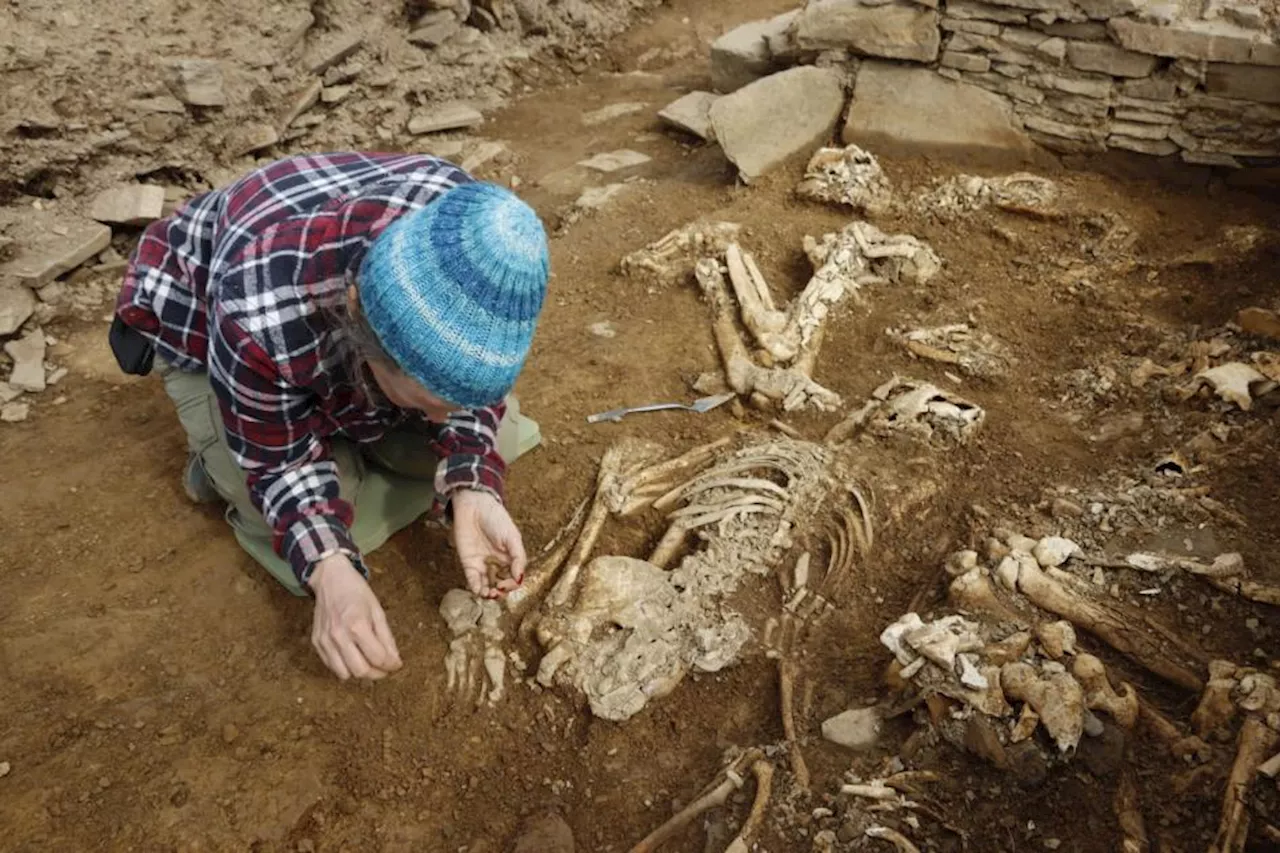 Skeletons found in 'incredibly rare' tomb unearthed on Scottish island