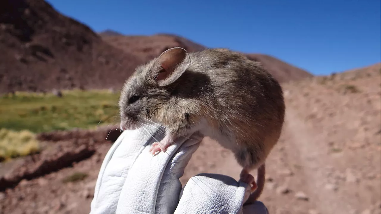 Was tun die Tiere da?: Mäuse auf über 6000 Metern in den Anden entdeckt