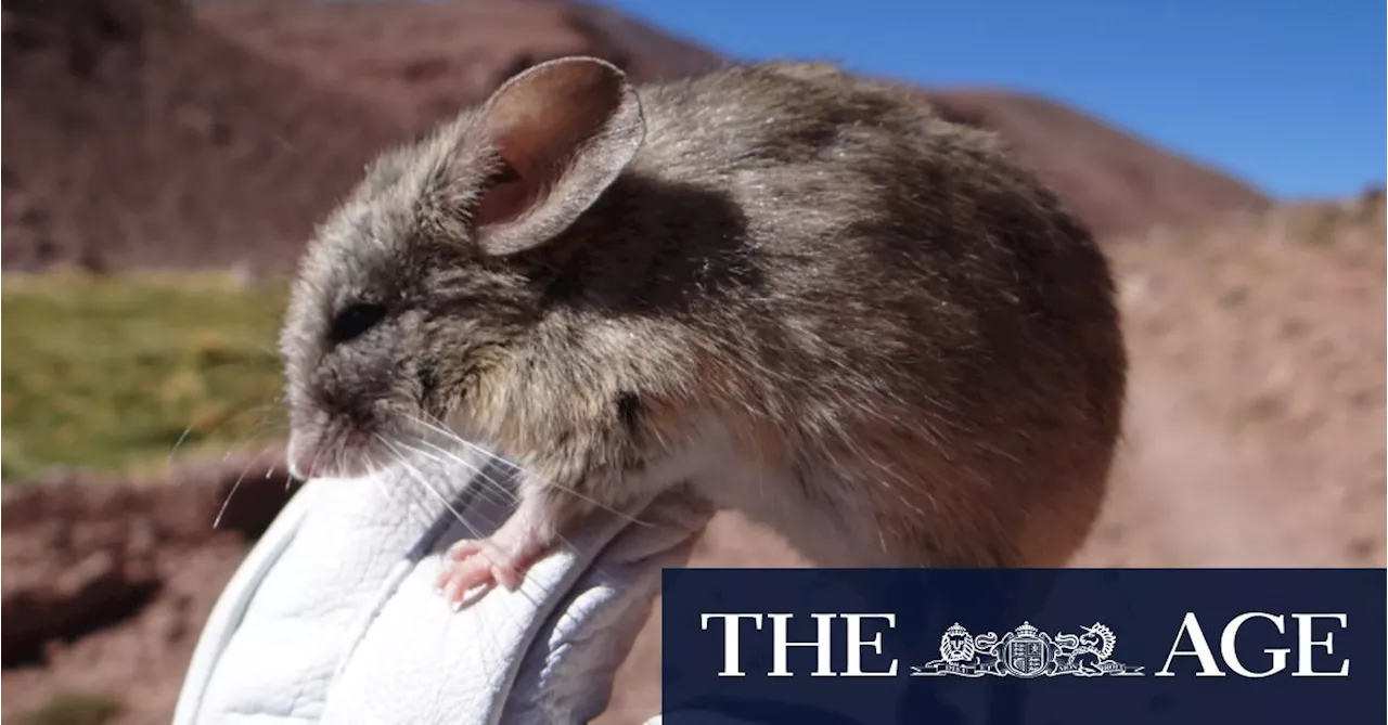 Life on Mars? This tiny South American mouse might hold the answer