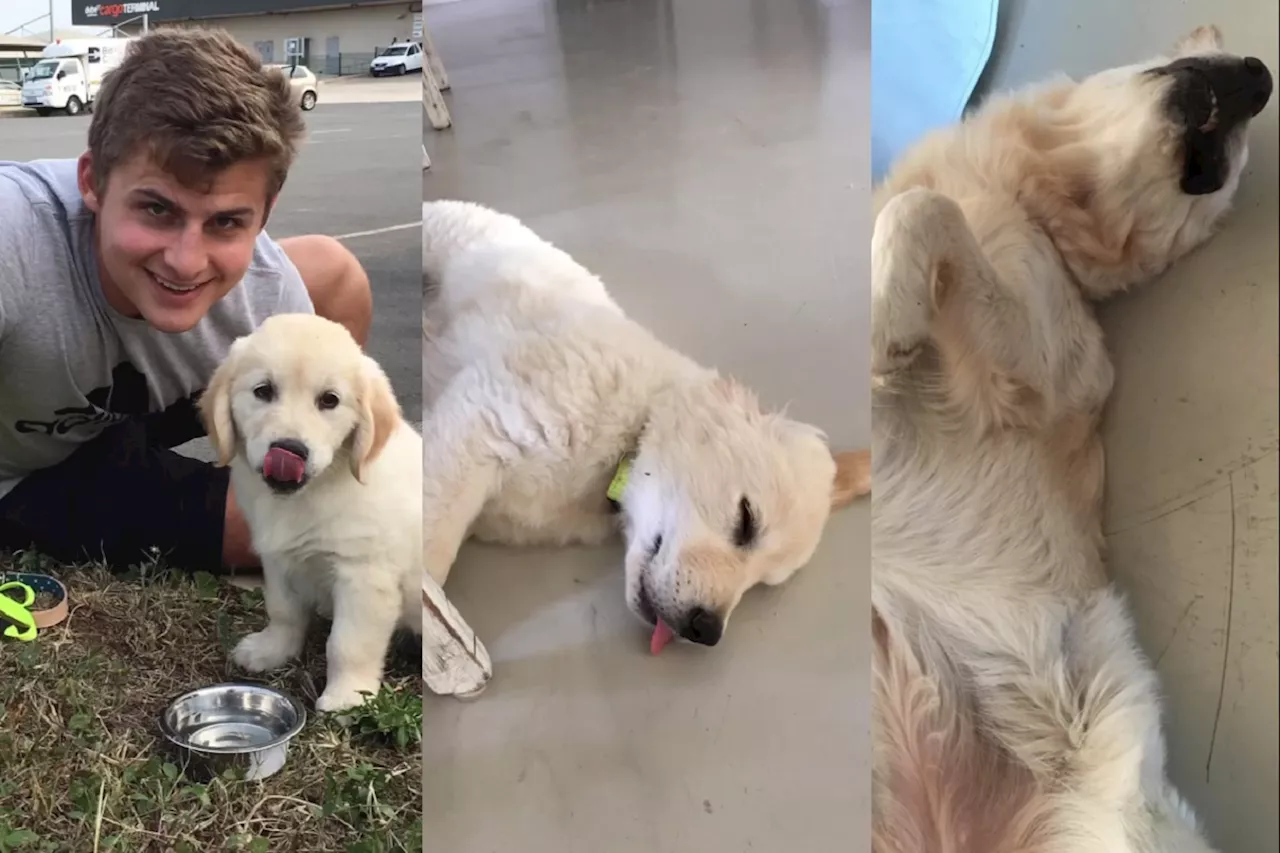 He’s a dog lover: Ex-Springboks star Patrick Lambie mourns his dog [video]