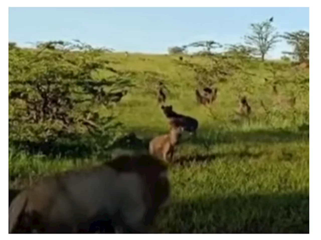 WATCH: Lion intimidates a big hyena clan [VIDEO]