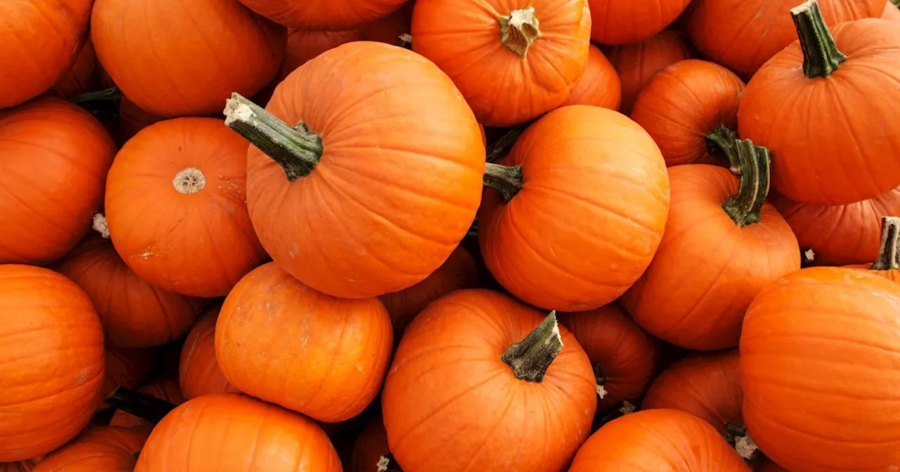 National Pumpkin Day 2023: Deals for Gourd Savings