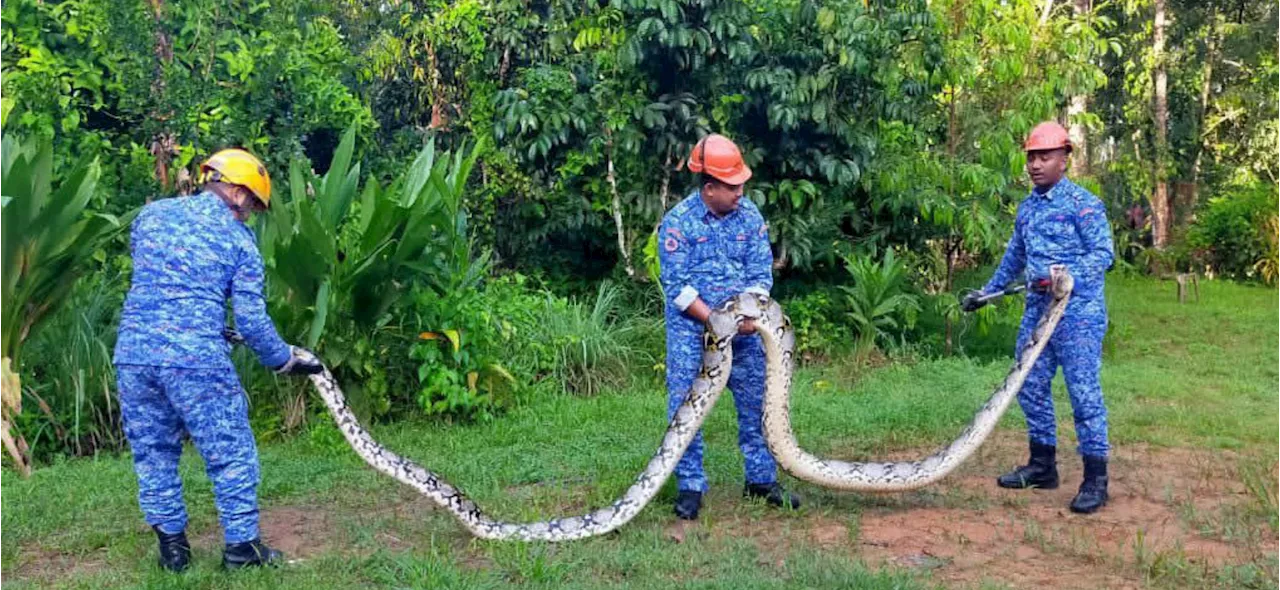 Ular sawa 80kg telan beruk peliharaan penduduk