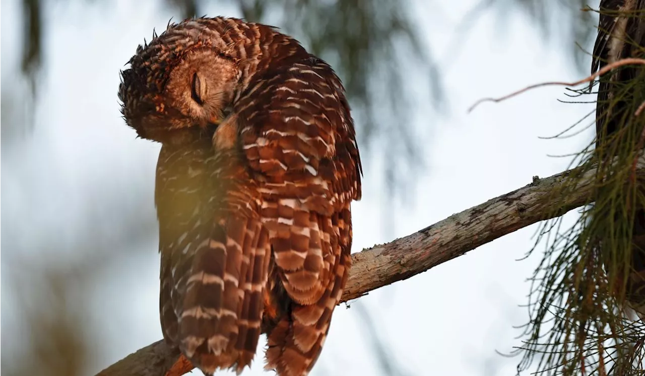 Barred owl rescued after getting stuck in sculpture at National Gallery of Art