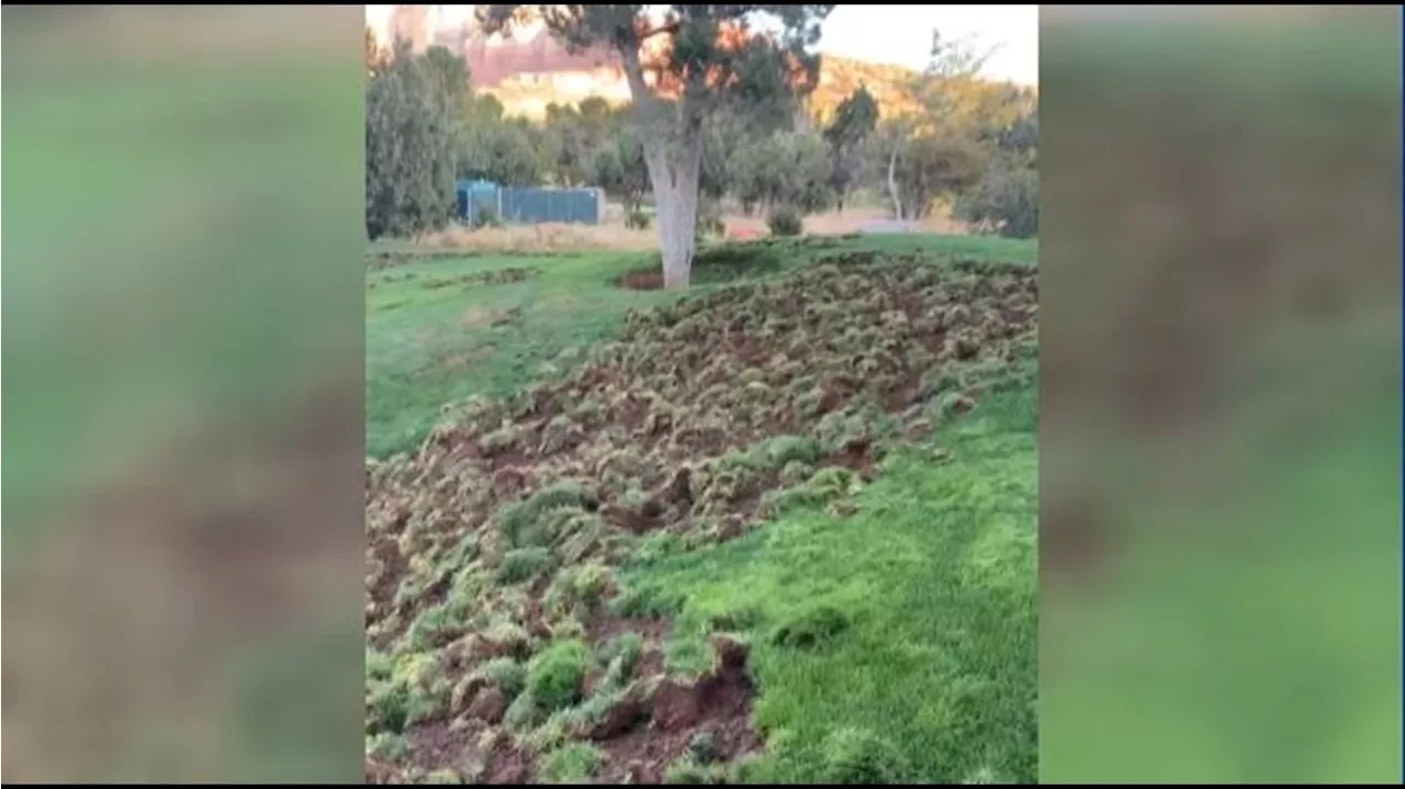 Foraging javelinas tear up prestigious Sedona golf course