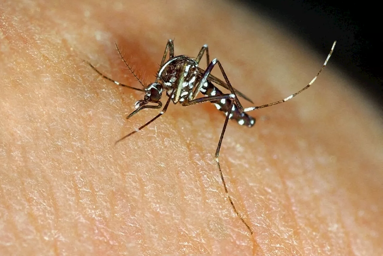 Dengue : 1 347 cas ont été recensés en France métropolitaine depuis le 1er mai 2023