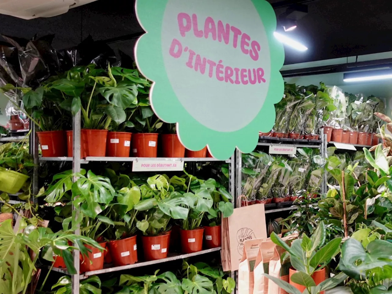 Plus de 10 000 plantes à petits prix en vente pendant 3 jours à Lille