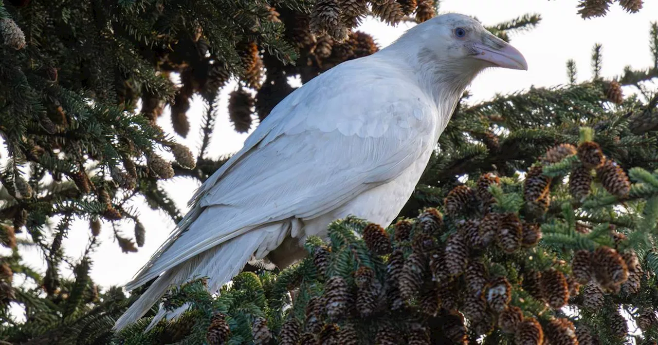 Rare white raven spotted in Anchorage