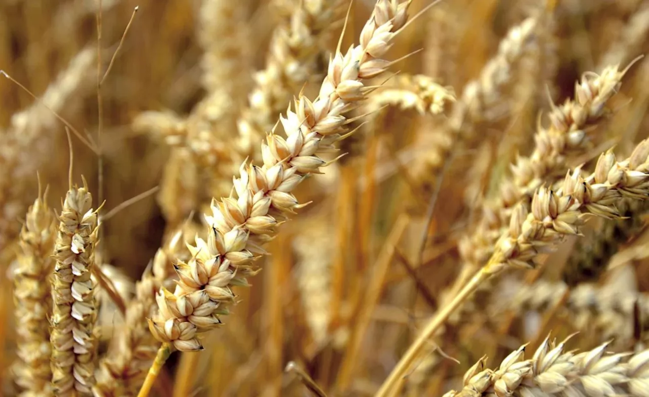 Malawi Makes First Large-Scale Wheat Harvest