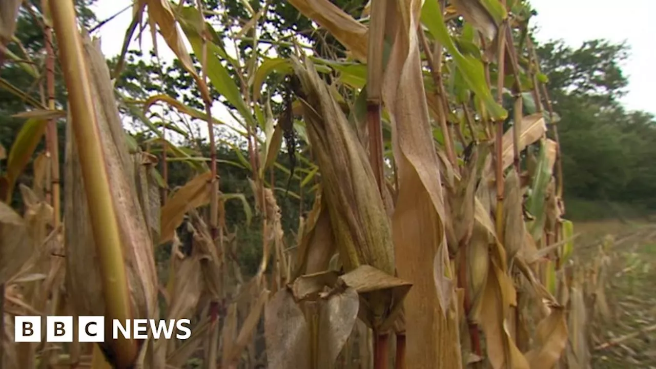 Farmers unable to harvest crops after Storm Babet