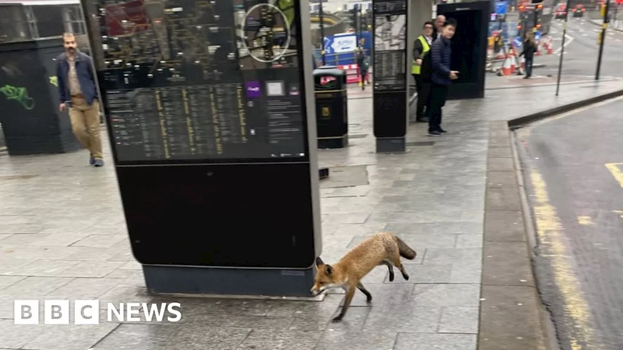 Fox trots past surprised Birmingham city centre commuters