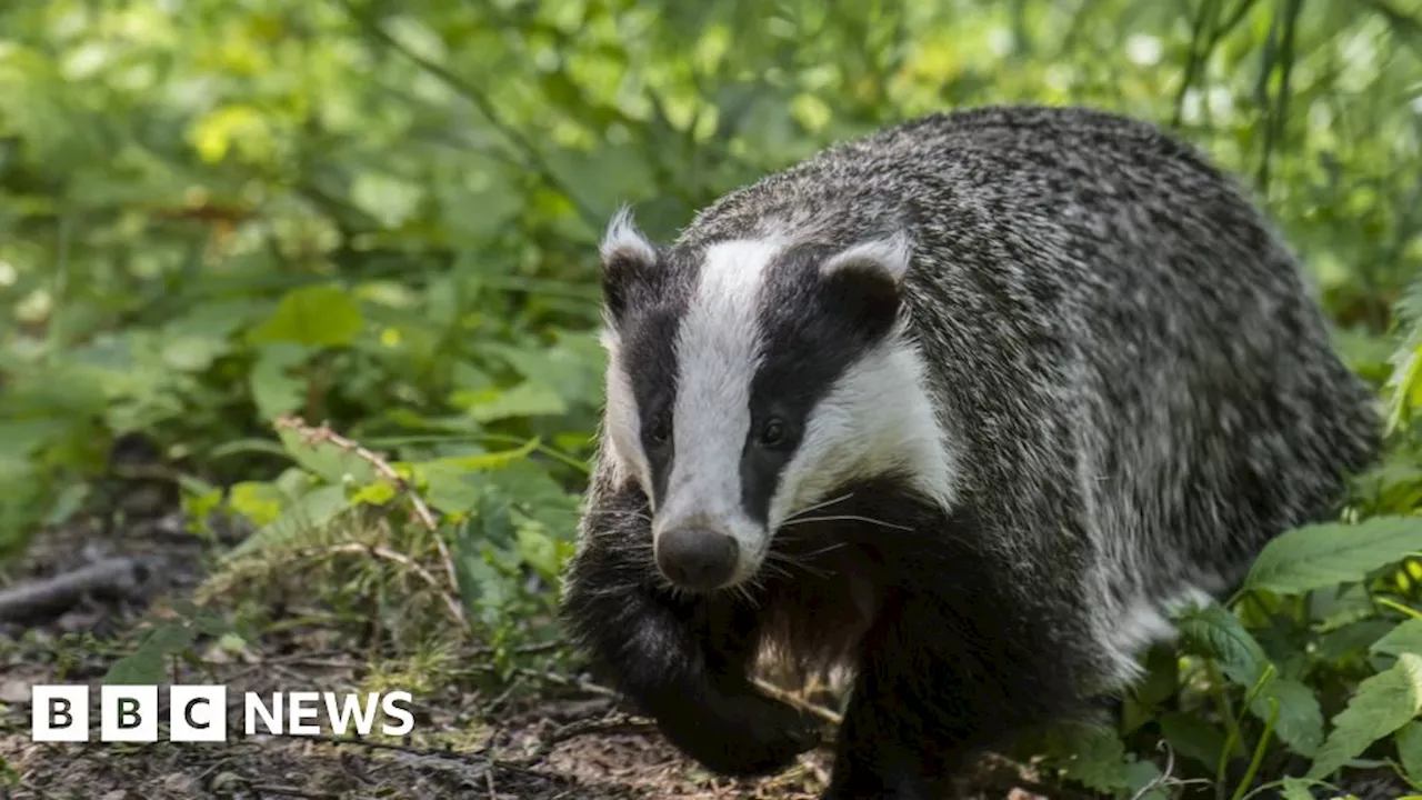 Badger cull: Belfast High Court judge quashes Northern Ireland plan