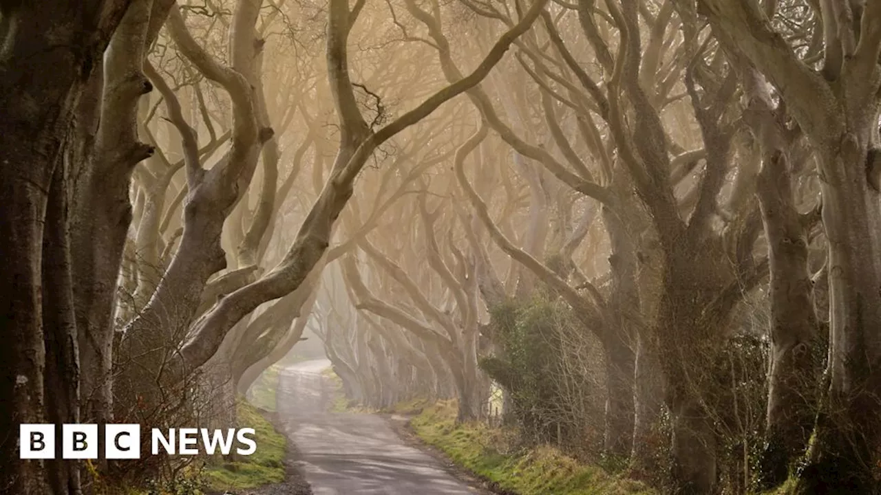 Game of Thrones: Number of Dark Hedges trees may face the axe