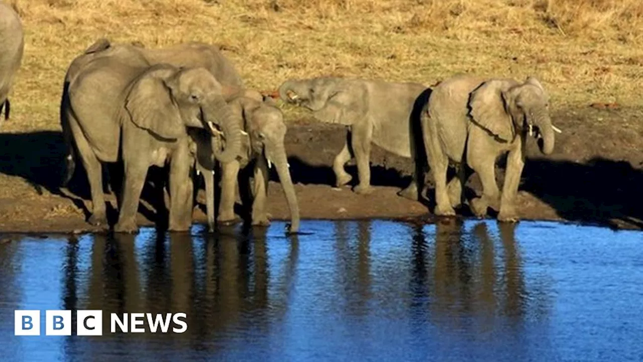 Zimbabwe Elephant deaths: Mysterious bacterium found in bodies