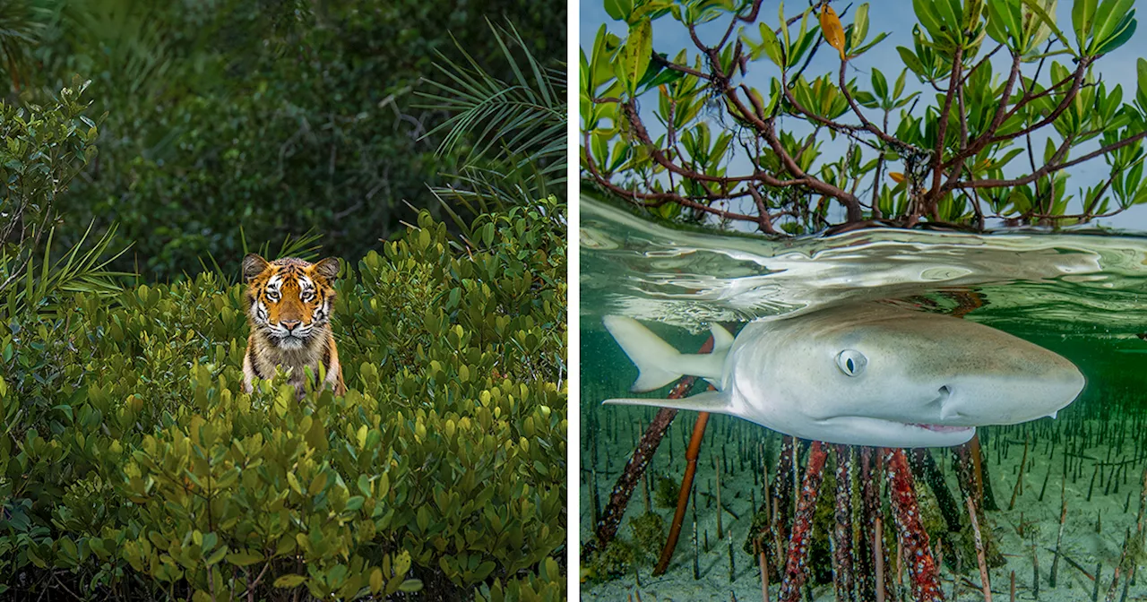 Secrets Of The Mangroves: 46 Best Pictures Of 2023 Mangrove Photography Awards