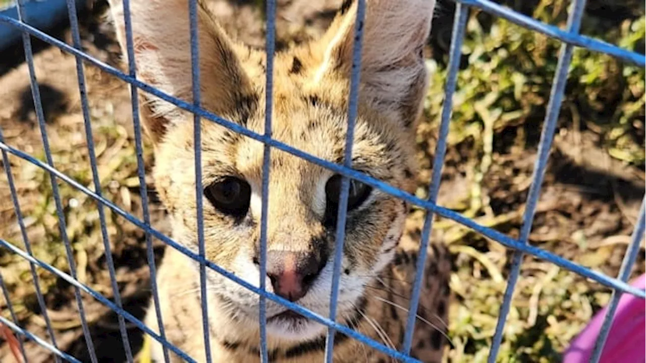 Warning issued after medium-sized African cat escapes Ottawa Valley sanctuary