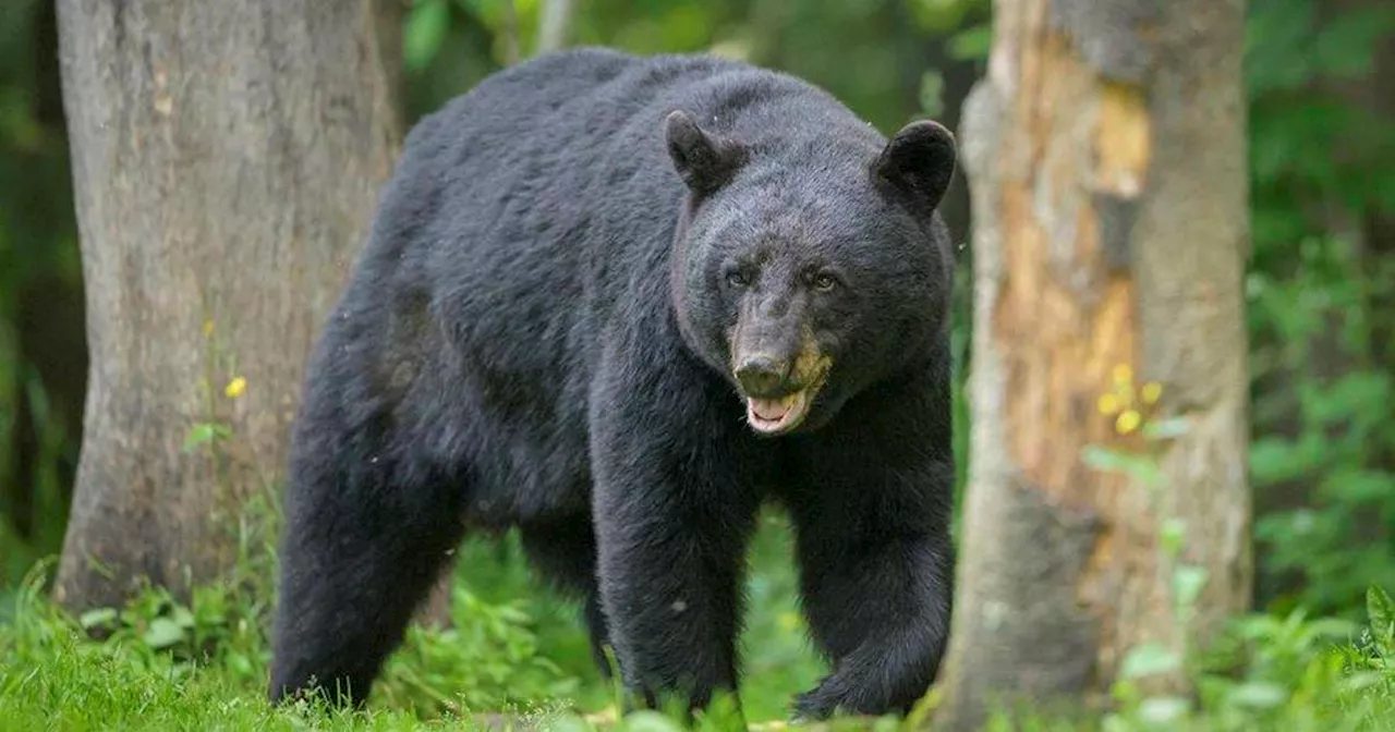 'Surprised' bear attacks security guard inside kitchen of luxury resort in Aspen