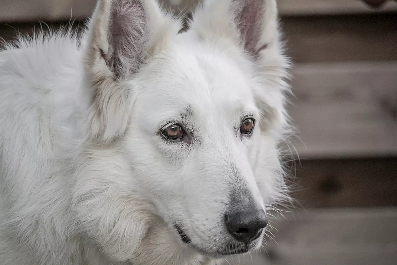 Espagne : une jeune femme trouve une mort atroce, attaquée par cinq chiens de berger