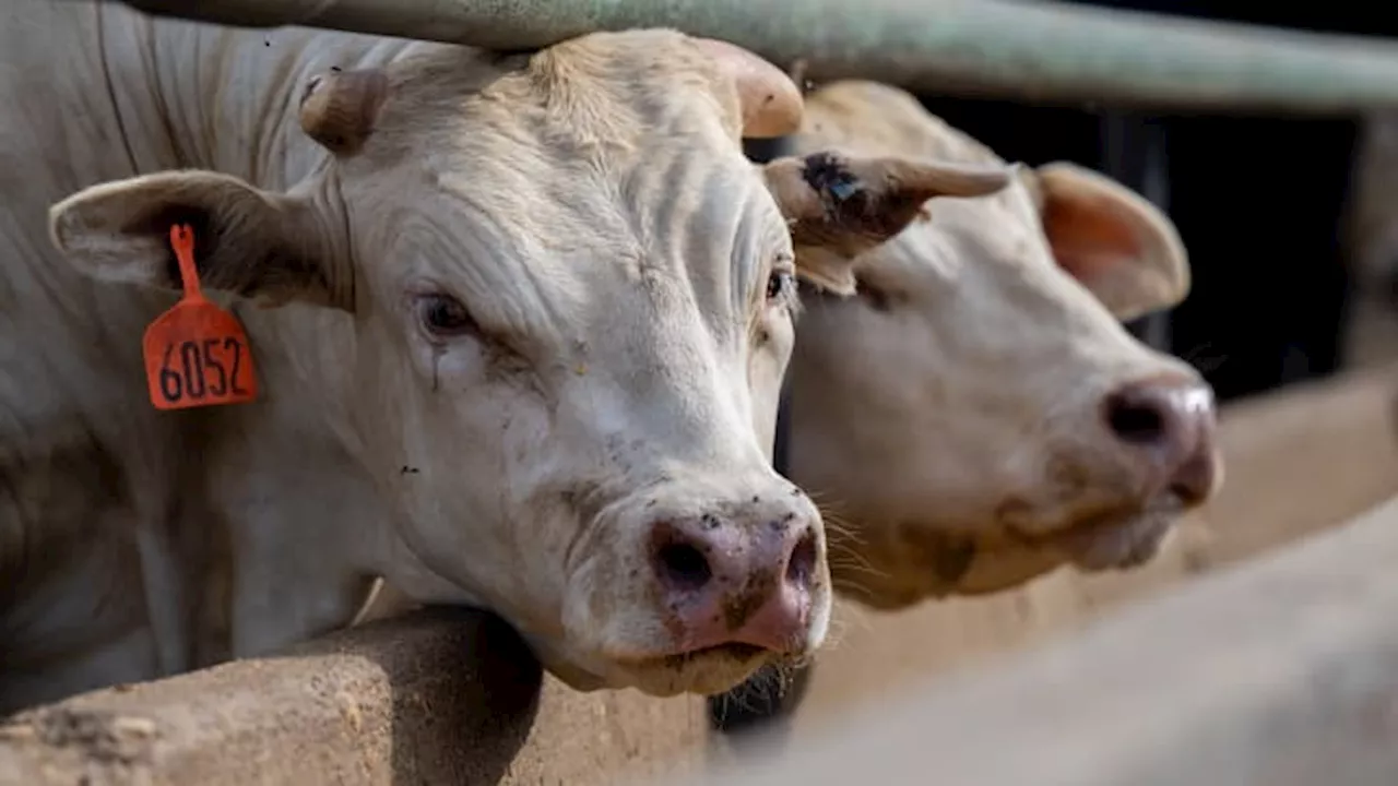 Beef prices are at record highs — how much pricier will your steak get?